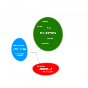 A diagram showing the three domains of life and major groups within each of the domains.