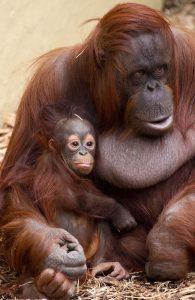 A mother orangutan holds her baby orangutan in her lap with her arm around the infant.