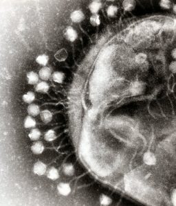 Transmission electron micrograph of multiple bacteriophages attached to a bacterial cell wall; the magnification is approximately 200,000