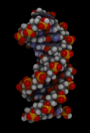 A rotating model of DNA. It contains long strands of nucleotides. Each nucleotide consists of a deoxyribose sugar, a phosphate group, and a nitrogenous base. The sugar and phosphate groups linking in long chains. Two complementary strands of DNA are bound by hydrogen bonds holding complementary nitrogenous base pairs together.