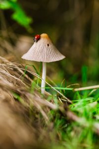 Image shows a ladbug perched on a mushroom.