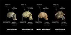 This image shows skulls from four different early hominid groups: Homo erectus, Homo habilis, Homo floresiensis, and Homo naldi. Differences in skull thickness, skull shape, brain size and tooth size are shown.