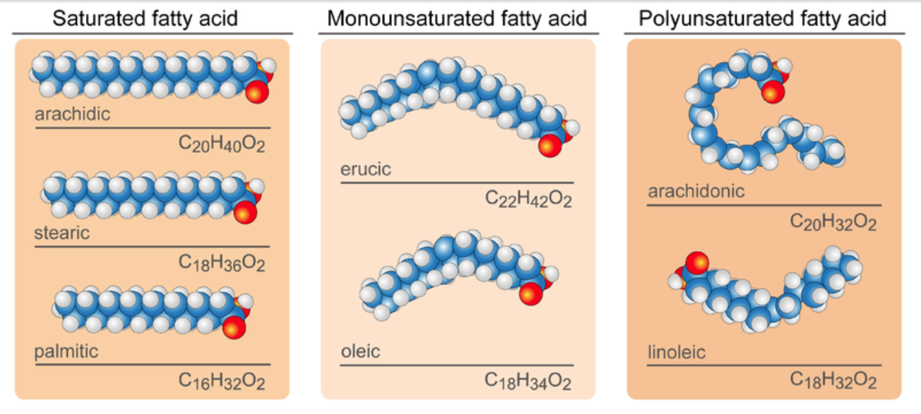 fatty acid diagram