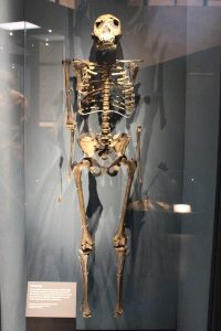 The skeleton of a homo erectus