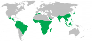 A map showing the distribution of non human primates. The map shows outlines of the continents, and the areas where non-human primates are highlighted in green. Areas highlighted include the southern portion of the continent of Africa, the northern portion of South America, and the very south east region of Asia, including India.