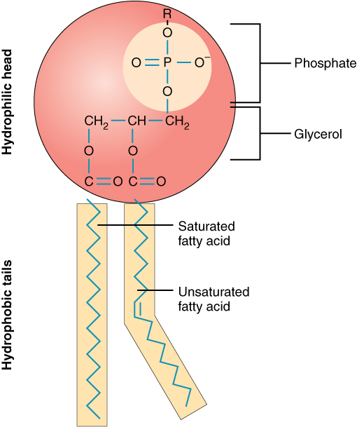 Image shows a model of a phospholipid molecule. The phosphate group is at the top of the diagram, it is connected to a glycerol molecule below. The phosphate and glycerol molecule are grouped together and enclosed in a red circle. Two fatty acids are hanging below, attached to two neighbouring carbons on the glycerol molecule. The diagram notes that the glycerol/phosphate portion of the molecule is hydrophilic, and the fatty acids are hydrophobic.