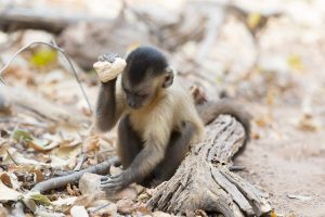 A capuchin monkey sitting on the ground using a stone to break open a large seed pod.