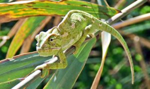A chameleon on a branch, surrounded by foliage. The chameleon is camouflaged to blend into its surroundings.
