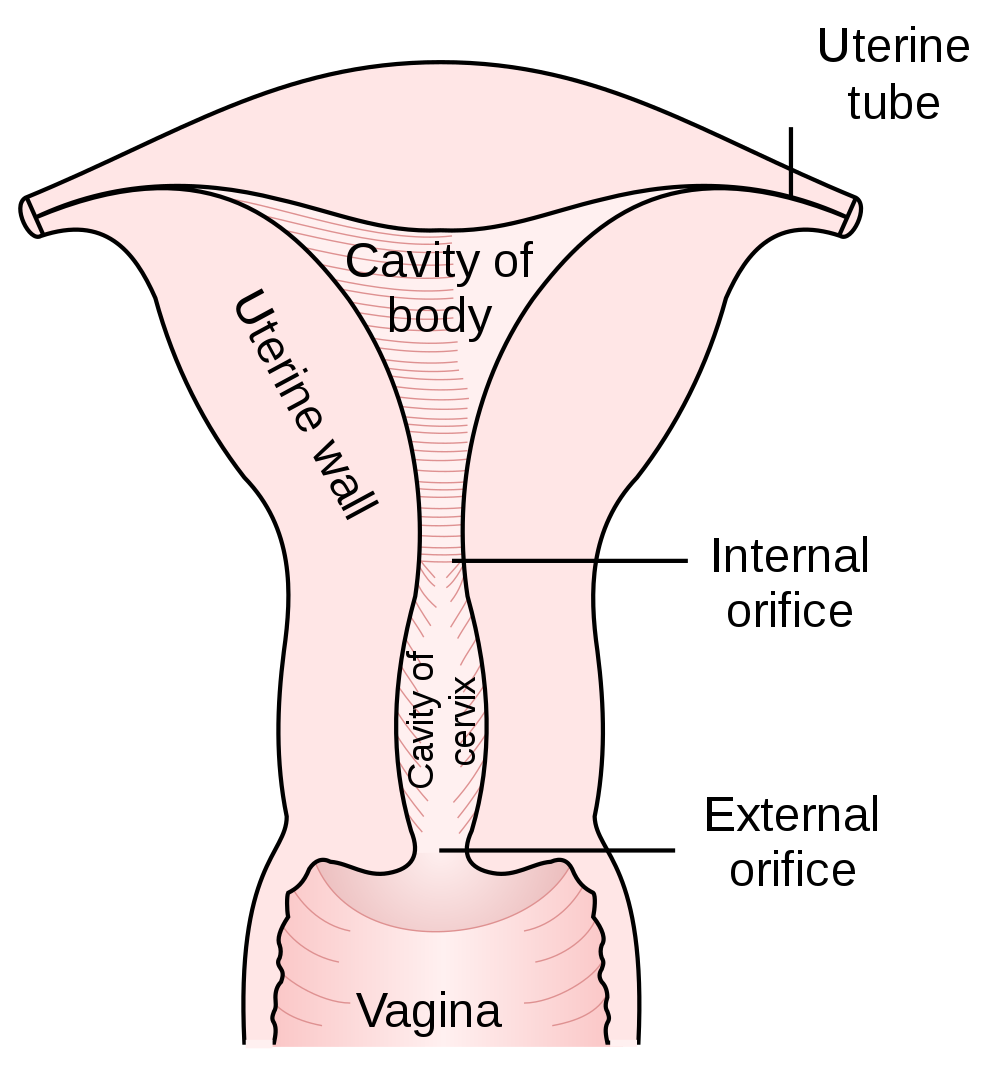 18.6.2 Uterus and Vagina