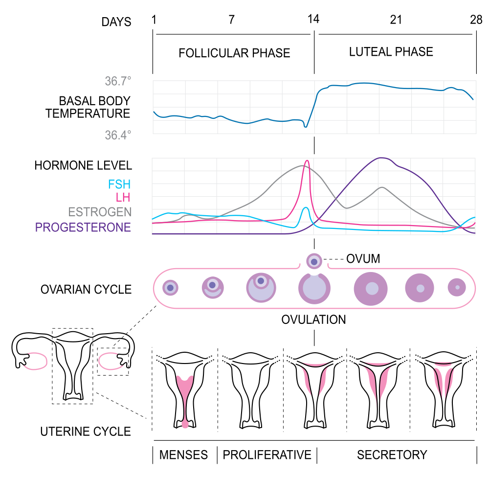 18.8.8 Overview of ovarian and uterine cycle