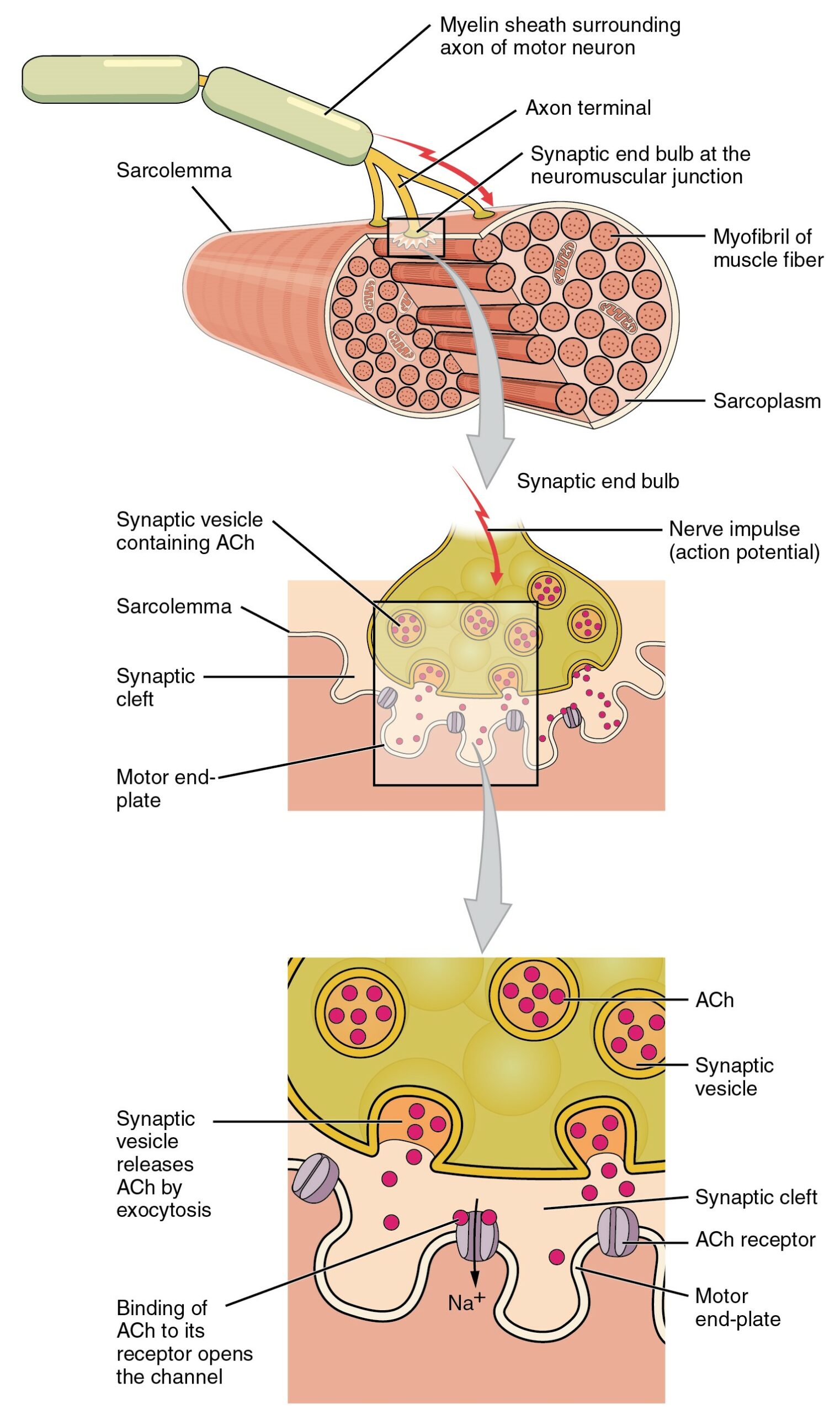 steps of muscle contraction diagram