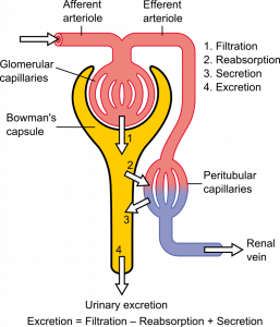 16.4.6 Urine Formation at the Nephron