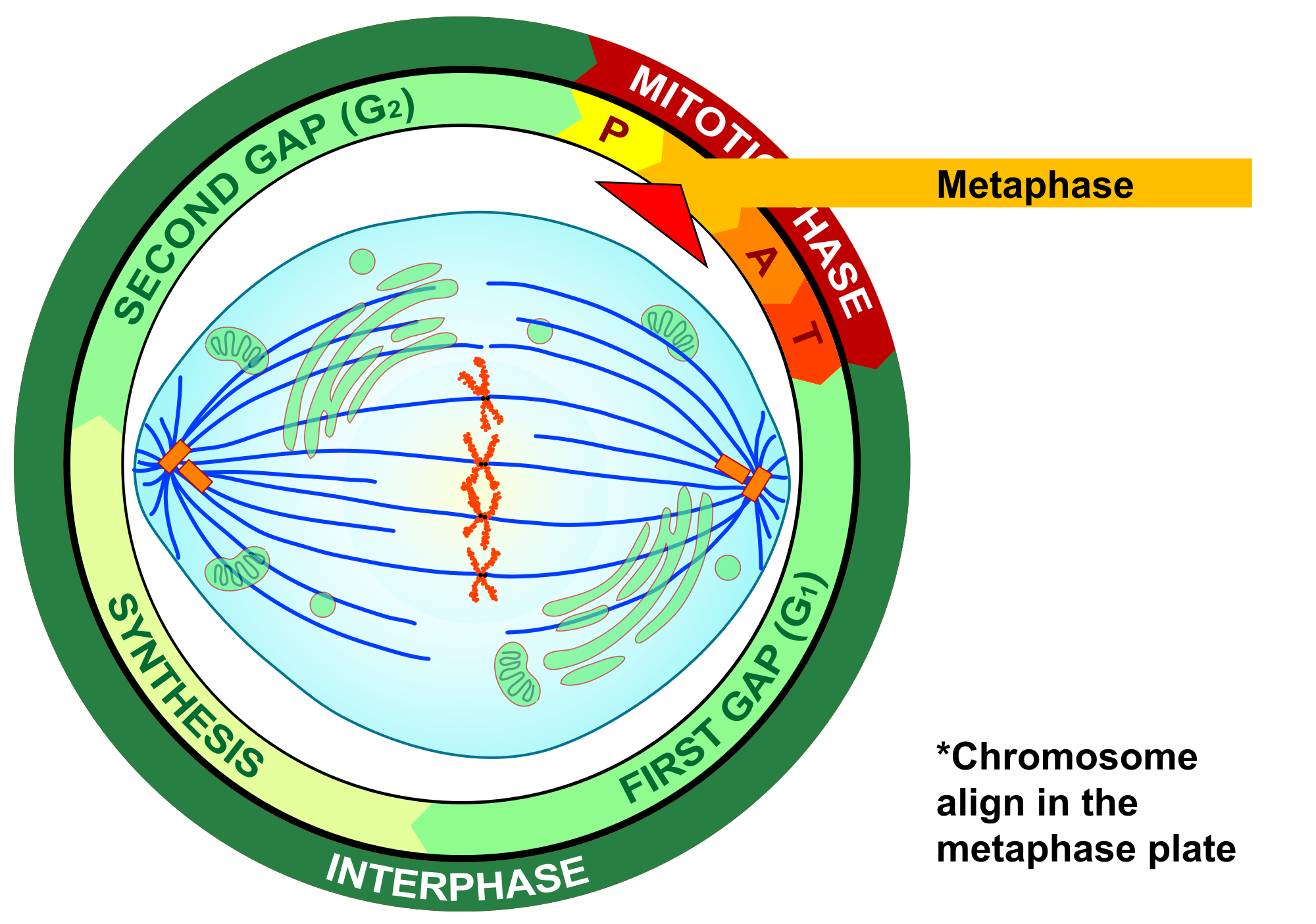 Diagram shows metaphase of mitosis, in which the spindle fibers are fully formed and the chromosomes are aligned along the center of the cell.