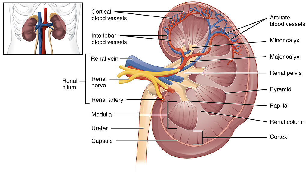 16.3.3 The Kidney