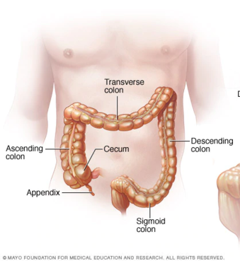 15.5.6 Cecum and Appendix