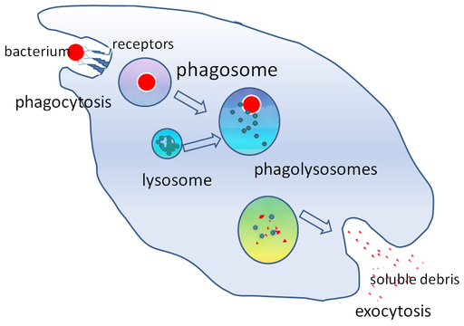 17.4.6 Phagocytosis