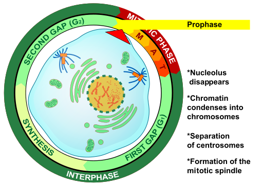 Diagram shows a cell in prophase of mitosis. The nuclear envelope is breaking down, chromosomes are condensing, and spindle fibers are forming.