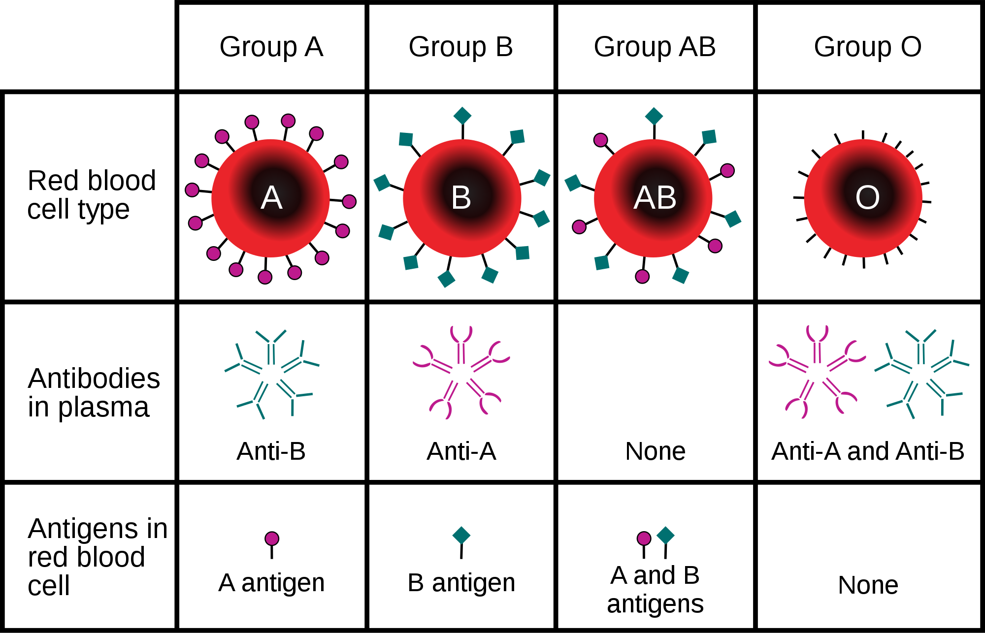 14.5.4 ABO Blood Group
