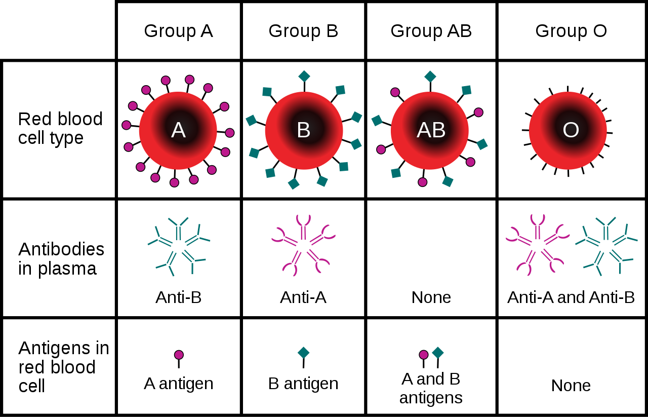 Image shows a table of each blood type, which antigens and antibodies are present, and acceptable blood donor types.
