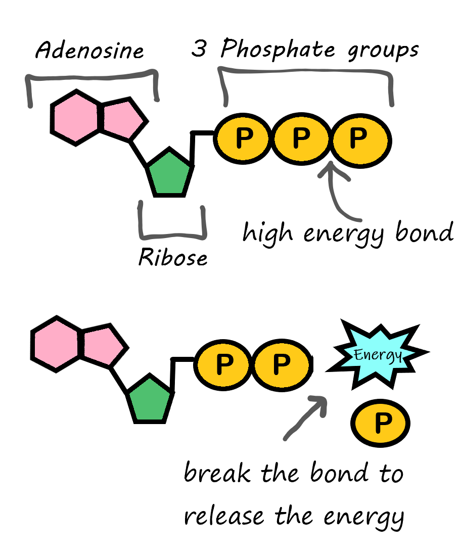 Image shows a diagram of the ATP molecule which consists of adenosine, ribose, and three phosphate groups. When the bond between the second and third phosphate group is broken, energy previously stored in the chemical bonds is released.