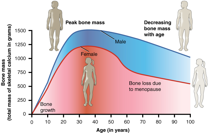 11.7.3 Bone density and age