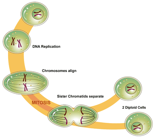 Diagram shows the stages of Mitosis in which DNA replicates, chromosomes align, sister chromatids separate, and then two diploid cell emerge.