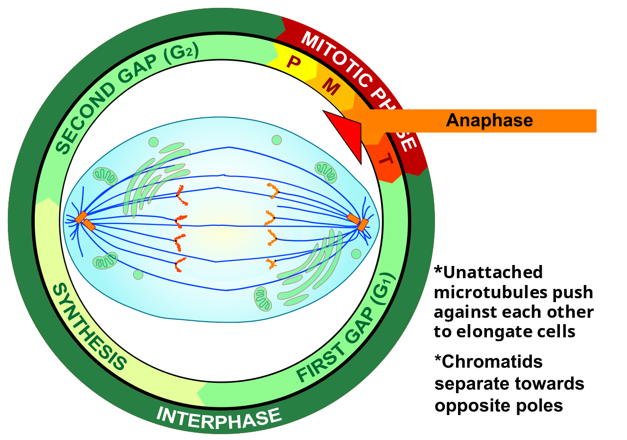 Image shows a eukaryotic cell in anaphase of the cell cycle, in which sister chromatids have been separated from each other and are being pulled to opposite ends of the cell by spindle fibers.