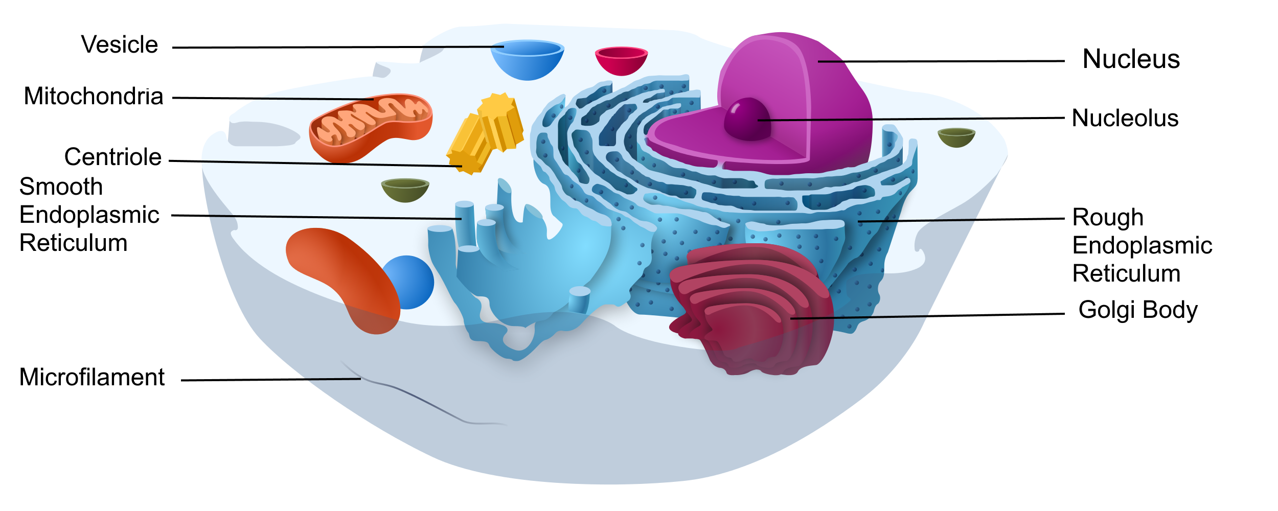 4.3 Variation in Cells Human Biology