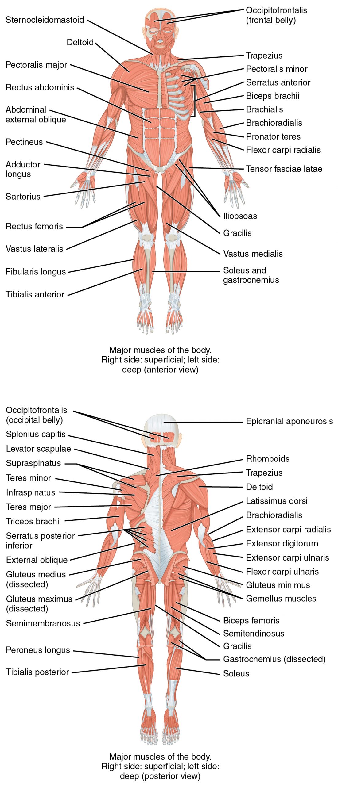 Skeletal Muscle Structure - Wize University Physiology Textbook