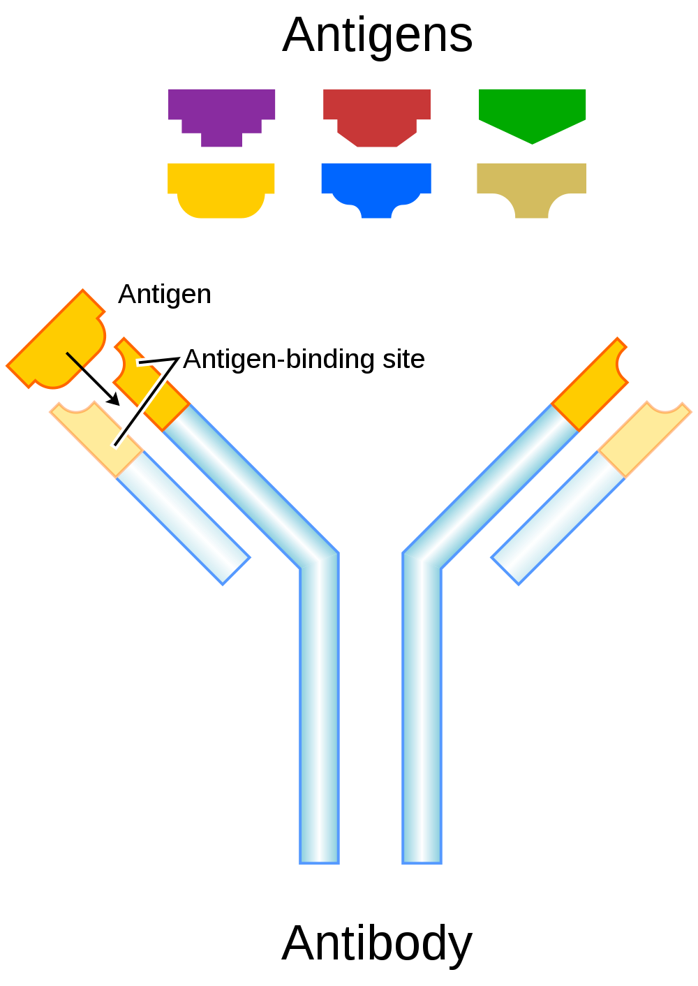 Antibody Lock and Key model