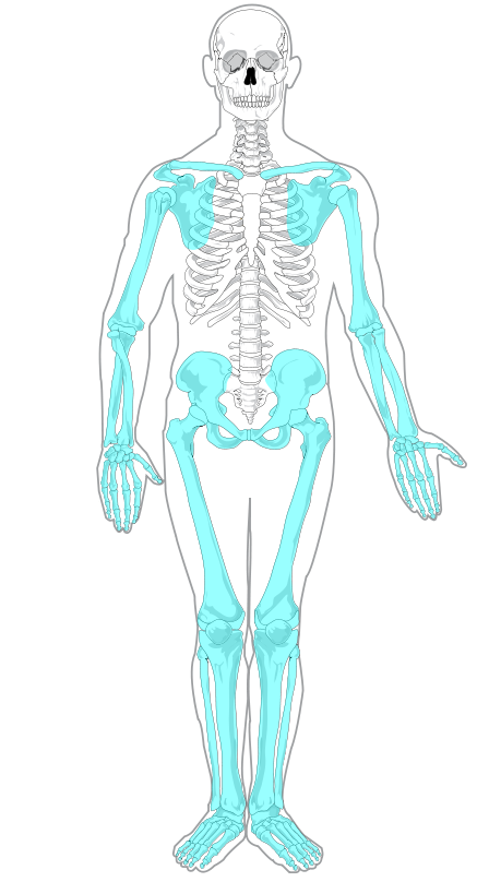11.2.4 Appendicular Skeleton