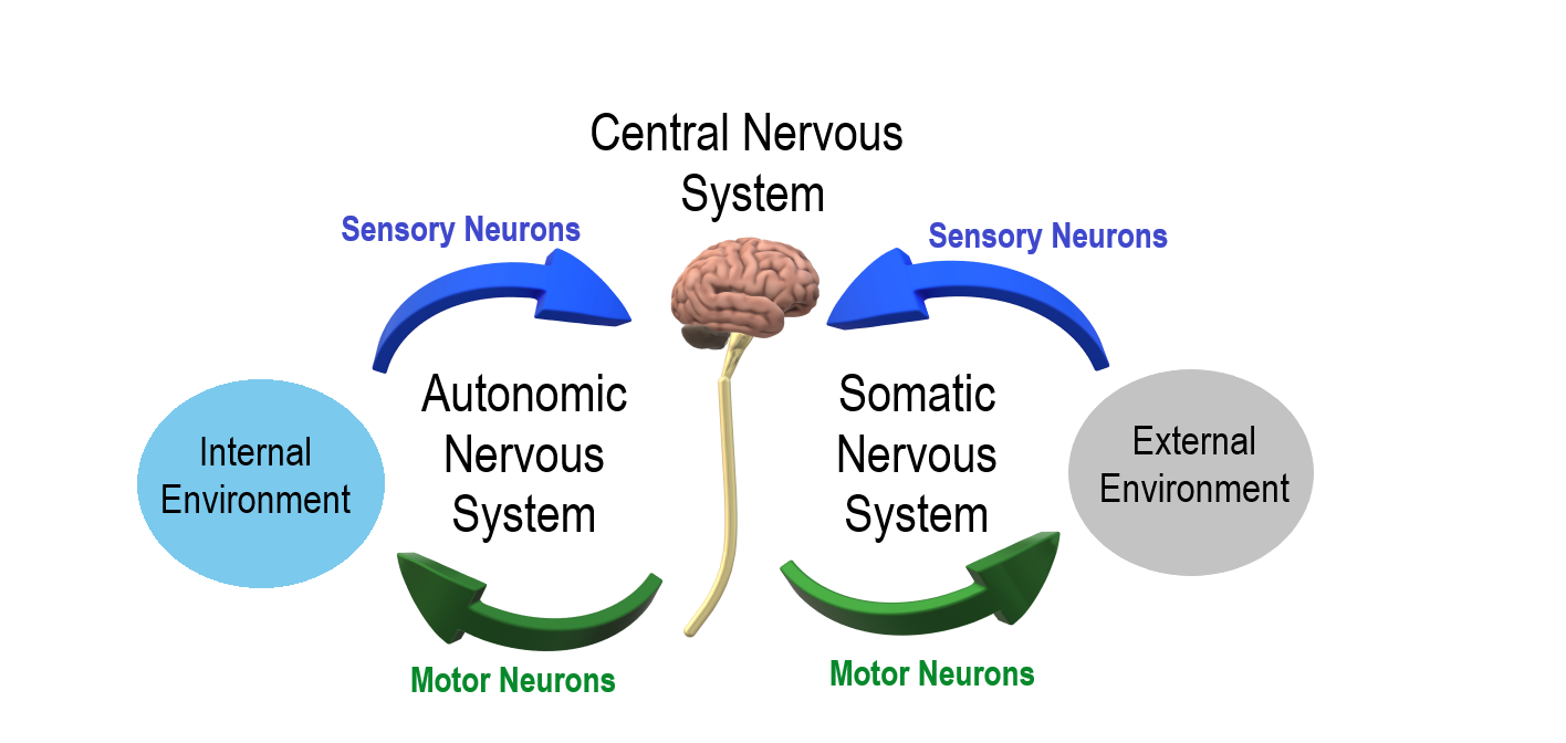 Autonomic and Somatic Nervous System