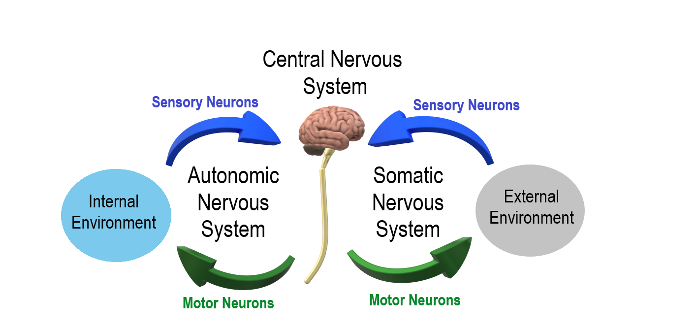 8-6-peripheral-nervous-system-human-biology