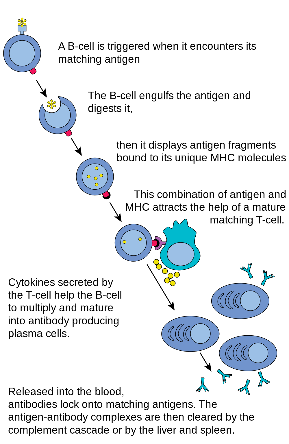 17.5.4 B Cell Activation