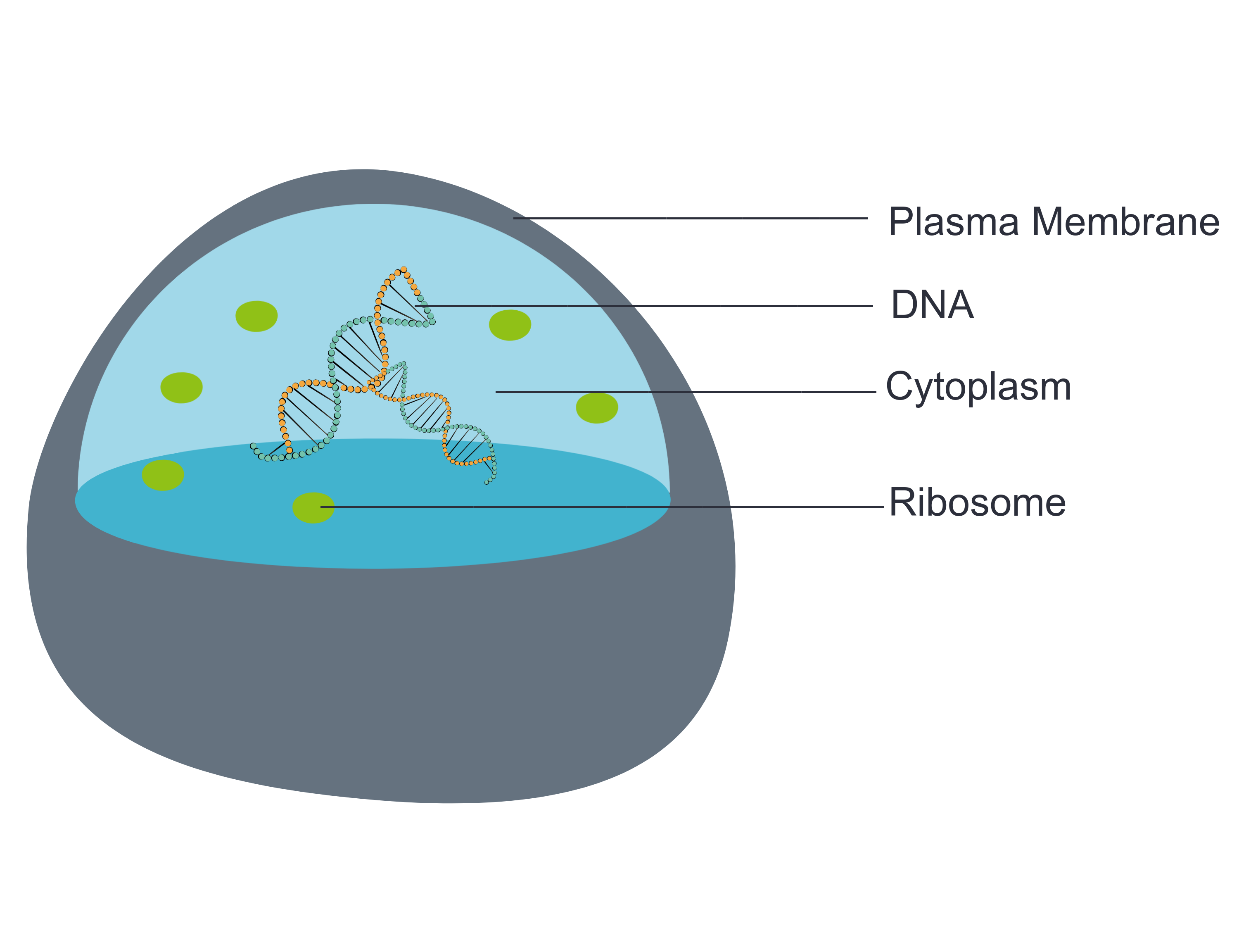 Image shows a diagram of a cell containing the four basic components of a cell: a plasma membrane, DNA, ribosomes and a cytoplasm.