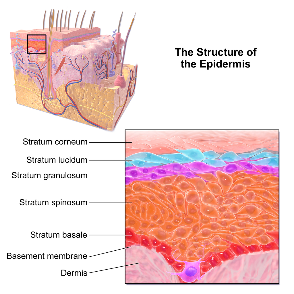 Layers Of Epidermis Human Anatomy At Joel Weatherly Blog