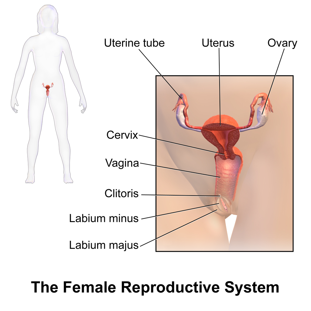 18.2.4 Female Reproductive System