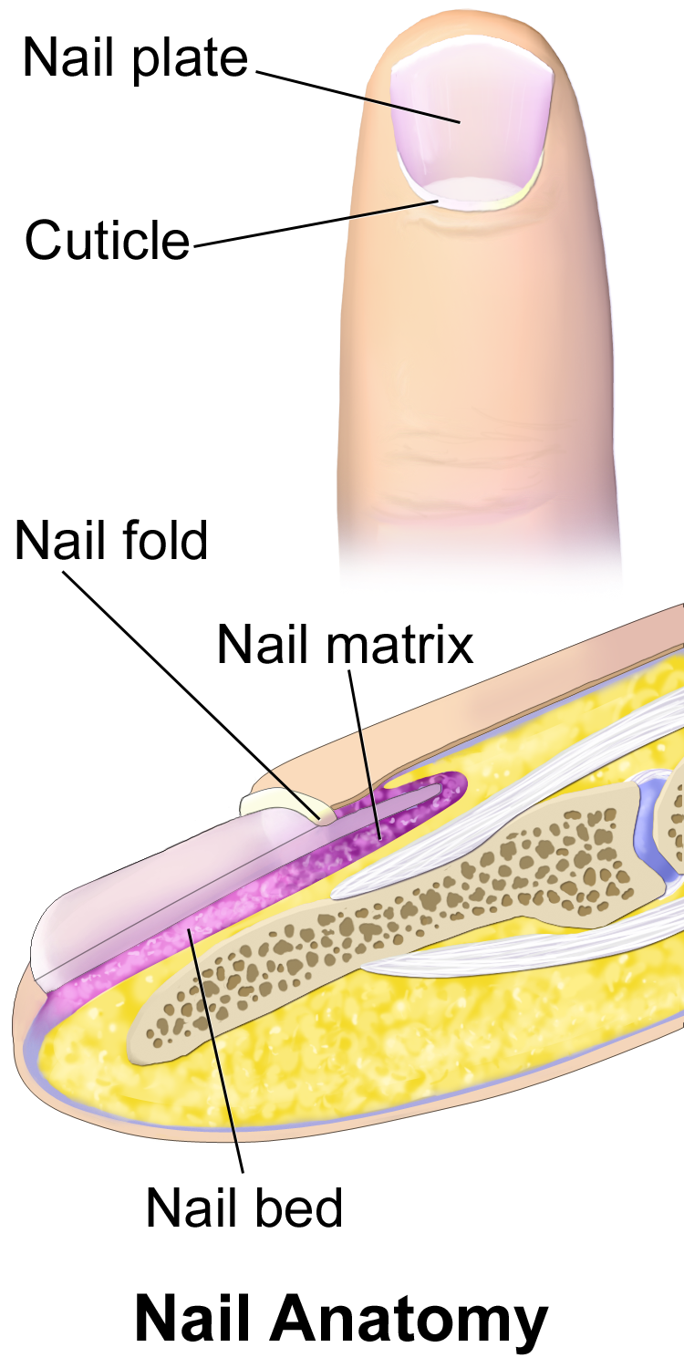 10.5 Nail Anatomy