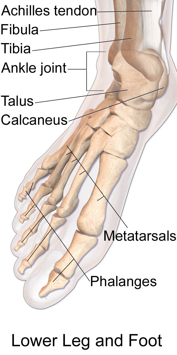 11.3.13 Bones of the foot