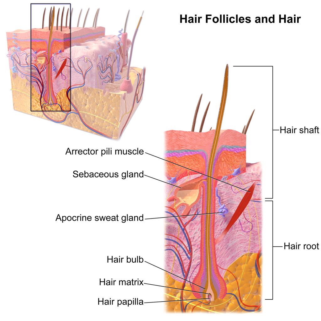  Hair – Human Biology