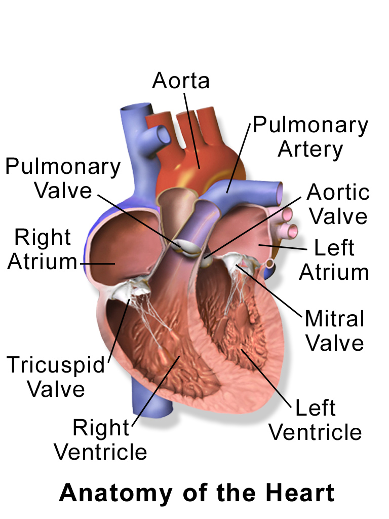 14.2.3 Heart Anatomy