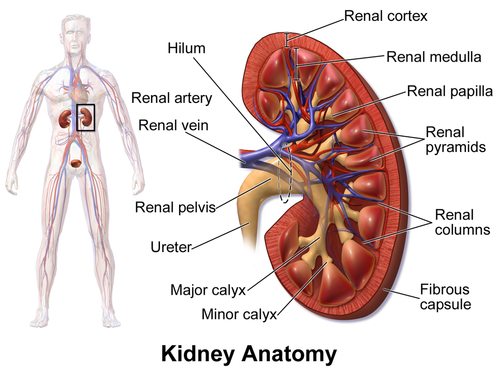 16.4.3 Kidney Anatomy