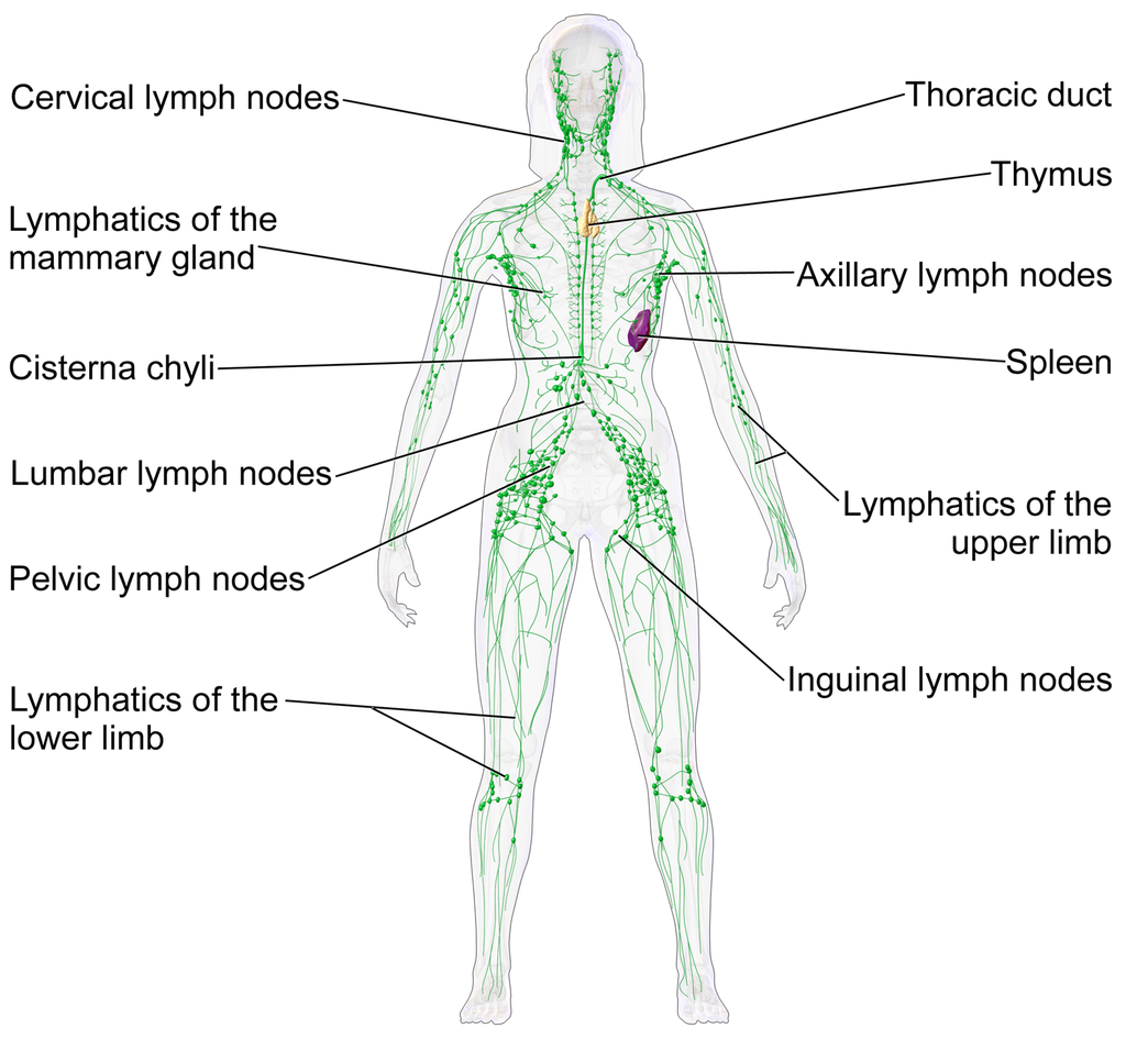 17.3.2 Lymphatic System
