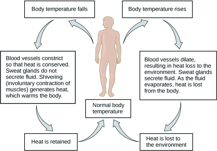 Homeostasis of Body Temperature