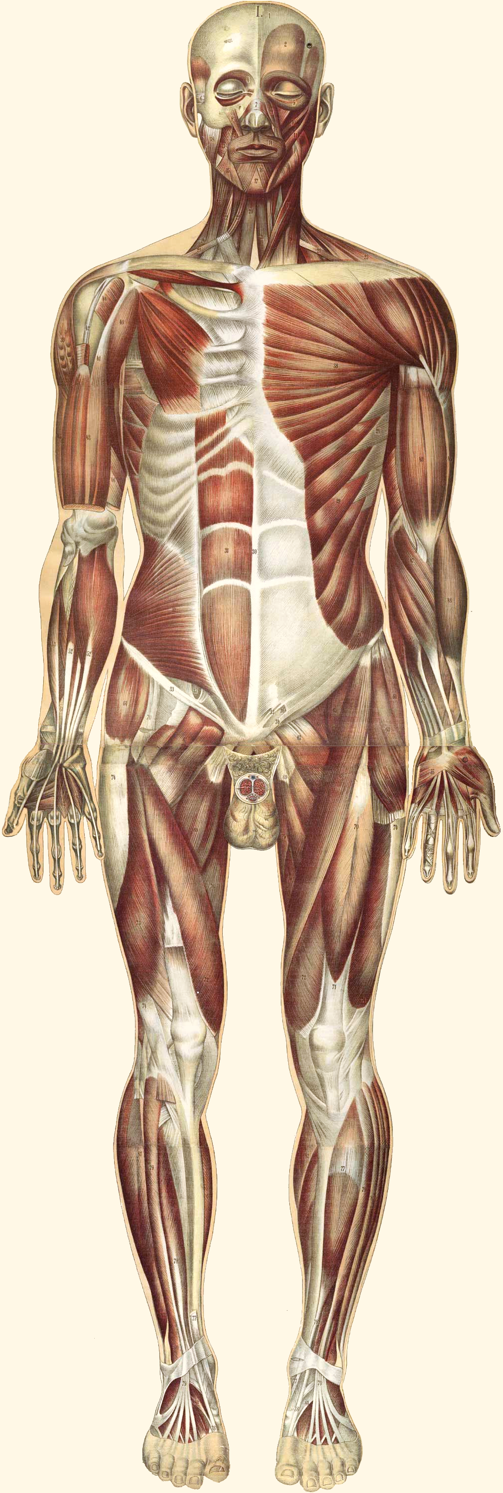 11.2.2 Muscular System