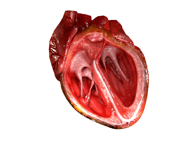 14.3.4 Heart Animation