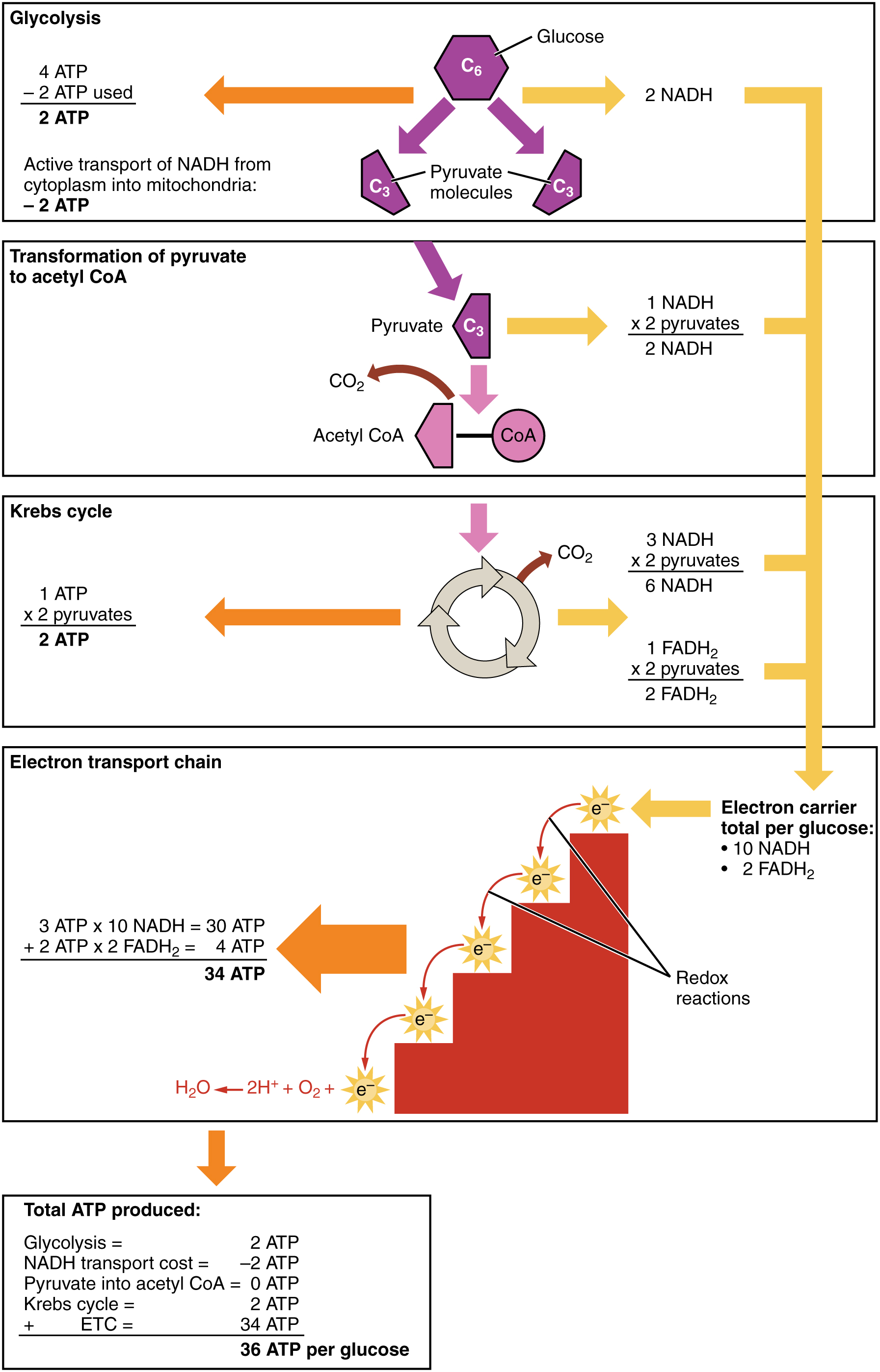 Image shows a diagram of the four stages in cellular respiration: Glycolysis, transition reaction, Kreb's cycle, and the electron transport system.