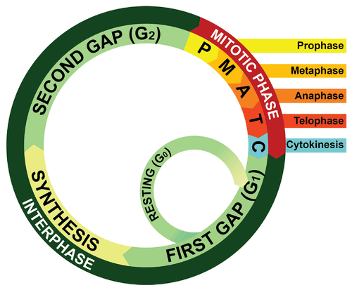 Image shows a diagram of the cell cycle, which includes Interphase (made up of three phases called first gap, synthesis and second gap) and the mitotic phase (made up of prophase, metaphase, anaphase, telophase, and cytokinesis).