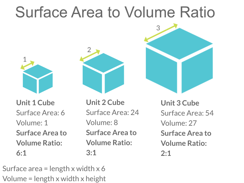 Image shows three cubes: a small, a medium and a large. The cube with length of 1 has a surface area to volume ratio of 6:1. The cube with a length of 2 has a surface area to volume ratio of 3:1 and the cube with the length of 3 has a surface area to volume ratio of 2:1.