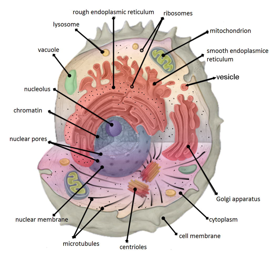 Image shows a diagram of a cell with many organelles and cell structures labelled, including: nucleus, nuclear envelope, nuclear pore, smooth ER, rough ER, ribosomes, mitochondrion, centrioles, vesicles, golgi body, cell membrane, chromatin.